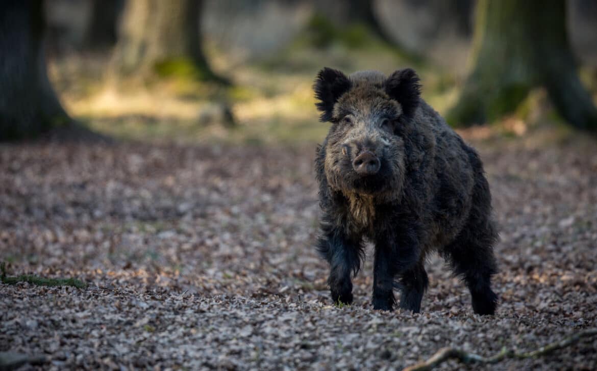 animal-sauvage-quoi-faire