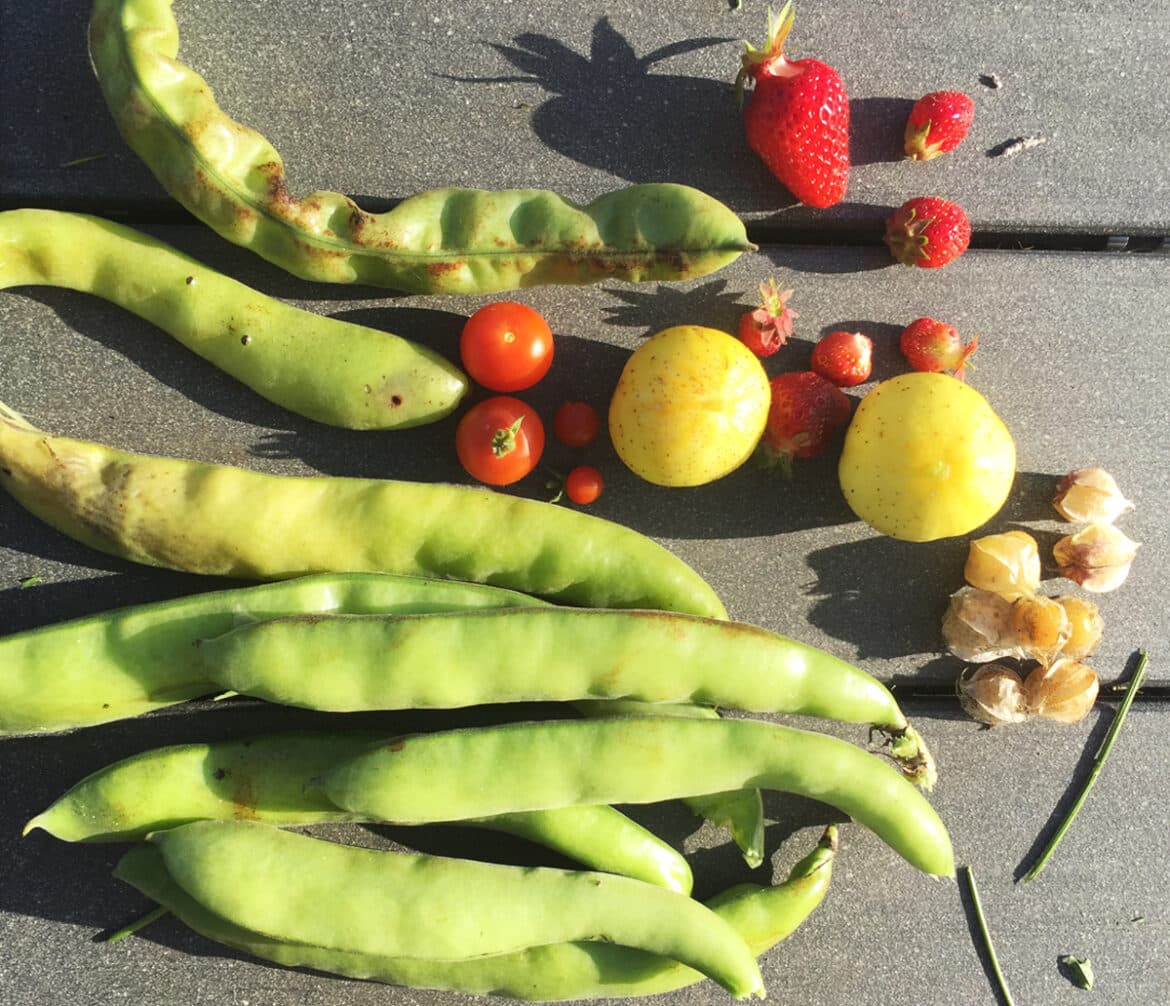 potager-juin-recolte
