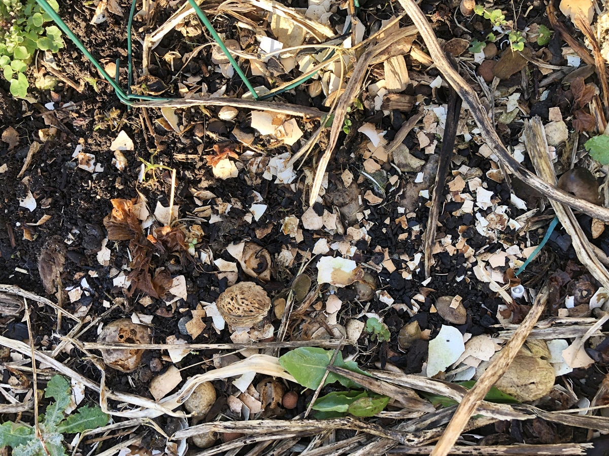 Utiliser les coquilles d'œufs au jardin potager : Théories vs réalité