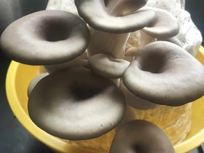 pousse-champignon-kit-2 pousse-champignon-kit-2