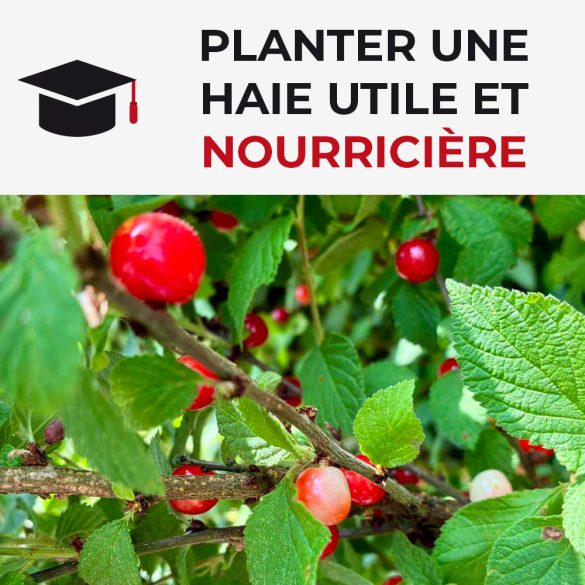 Planter une haie utile et nourricière