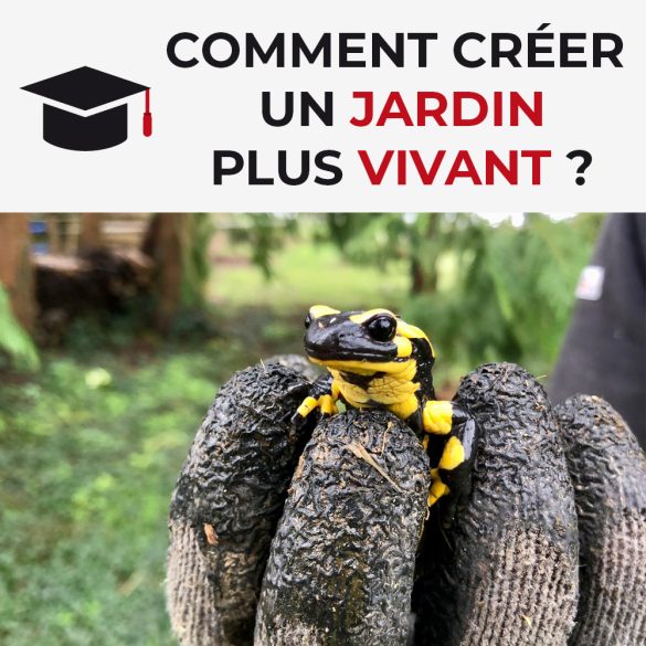Comment créer un jardin plus vivant