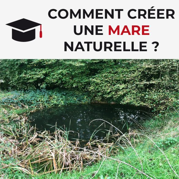 Comment créer une mare naturelle