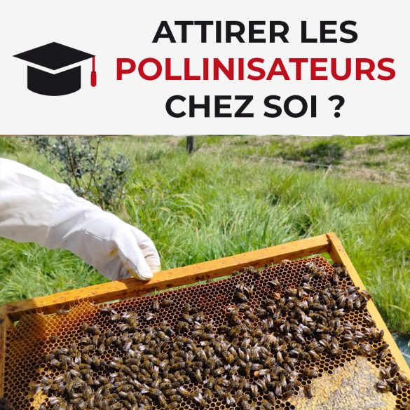 Attirer les pollinisateurs chez soi
