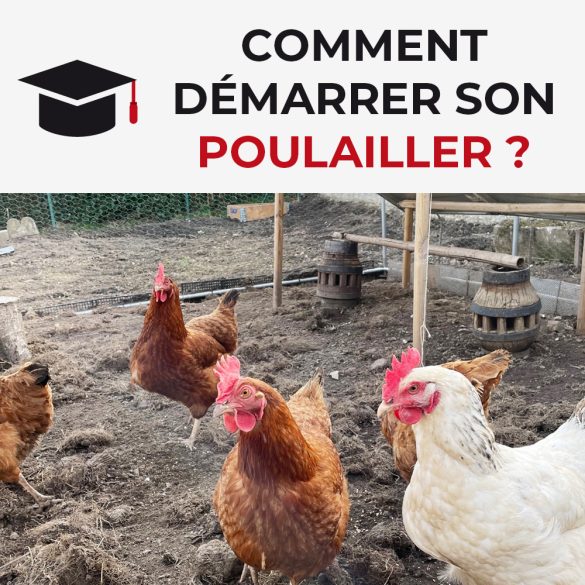 Comment démarrer son poulailler