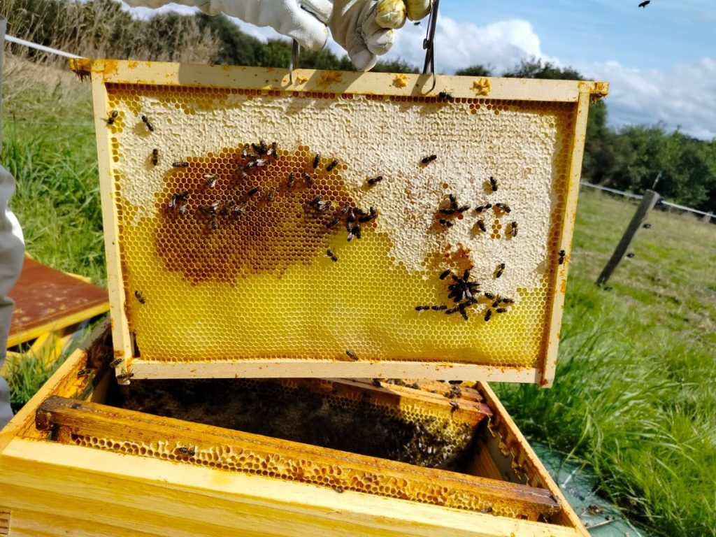 Cadre de miel sorti d’une ruche, résultat d’un travail régulier inscrit dans le temps