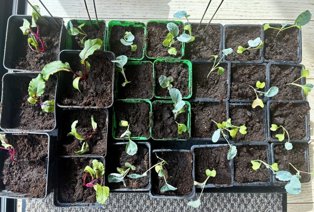 Jeunes plants en pots préparés pour organiser les futurs travaux du potager