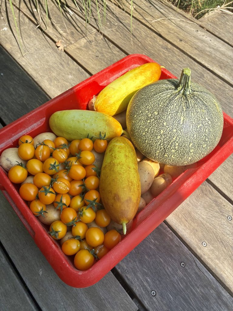Récolte de légumes du potager, résultat visible du travail consacré à l’autonomie